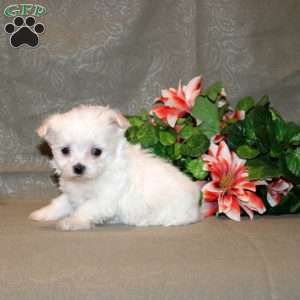 Cecelia, Maltese Puppy